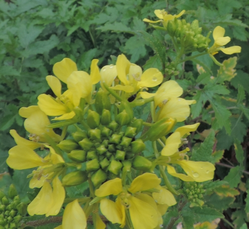 Sinapis alba (Brassicaceae)